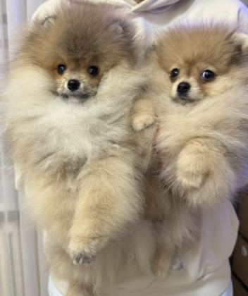 POMERANİAN BOO YAVRULARIM