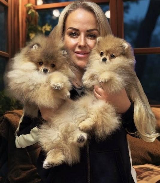 POMERANİAN BOO YAVRULARIM