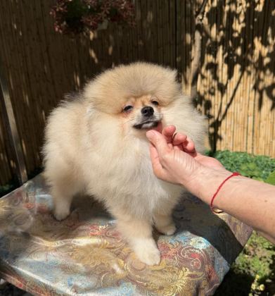 A KALİTE ERKEK POMERANİAN BOO
