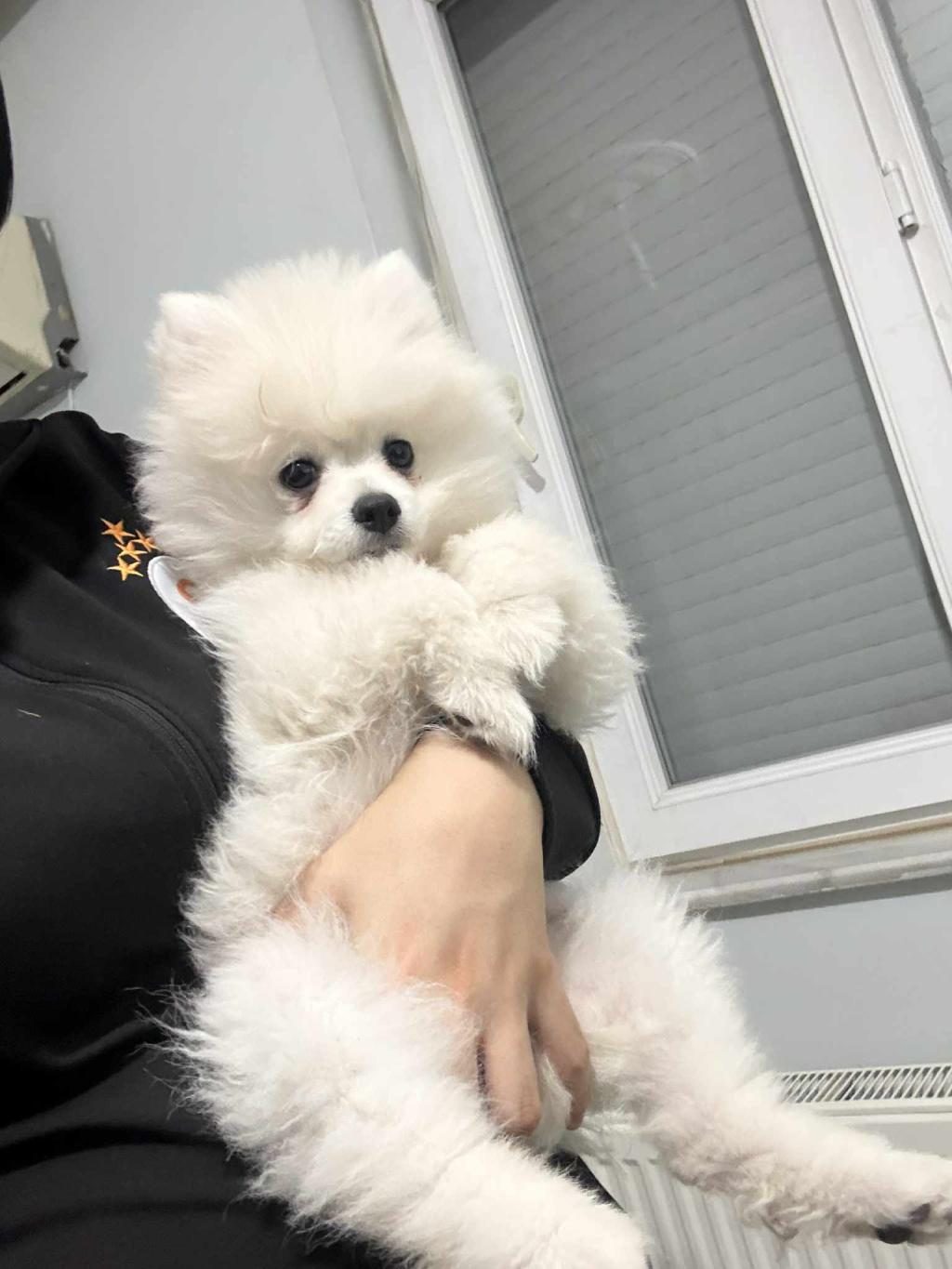 KAR BEYAZ DİŞİ POMERANİAN BOO
