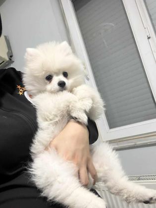KAR BEYAZ DİŞİ POMERANİAN BOO
