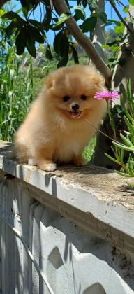POMERANİAN BOO DİŞİ KREM RENGİ