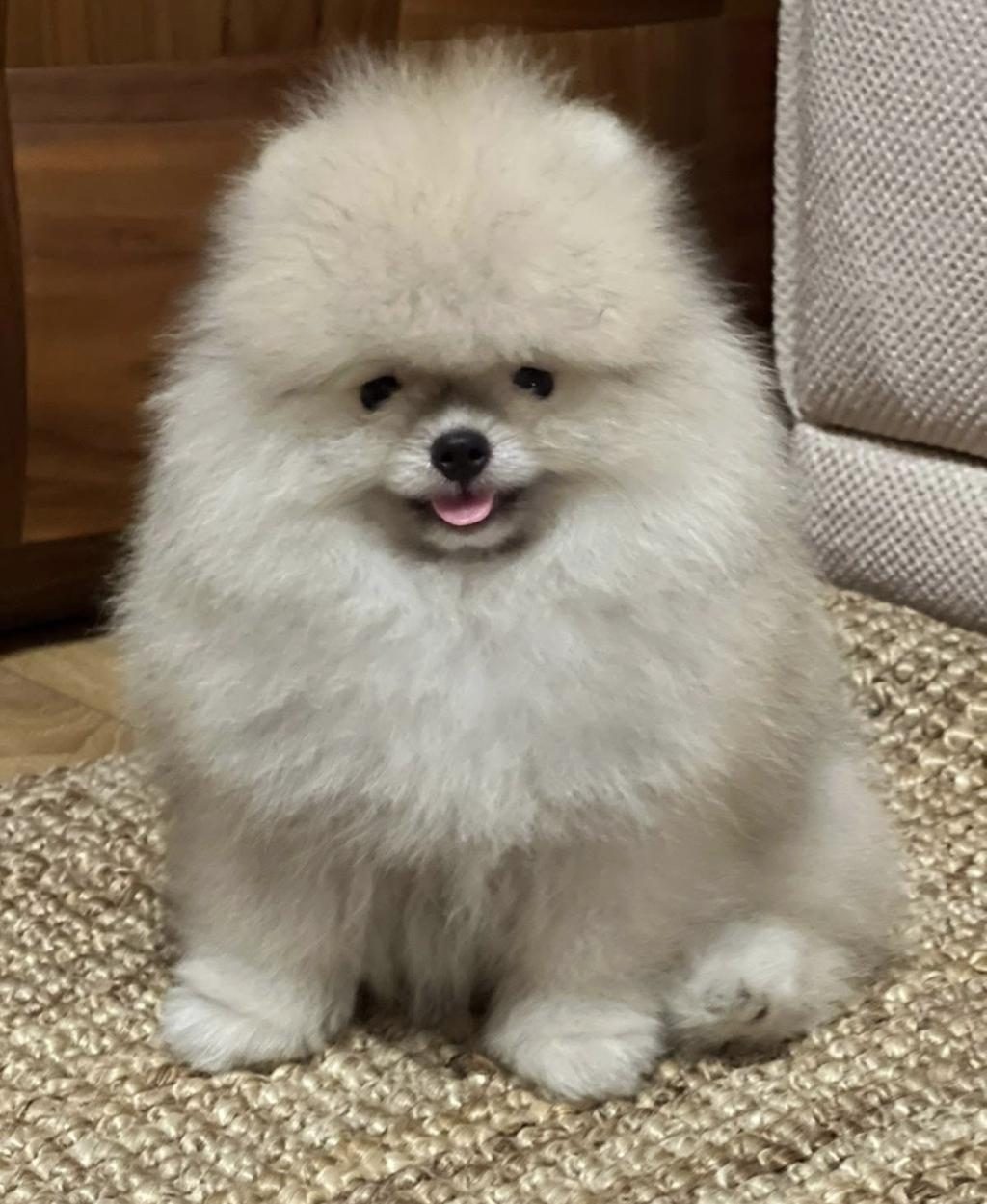 KALİTELİ TİP POMERANİAN BOO ERKEK YAVRULAR