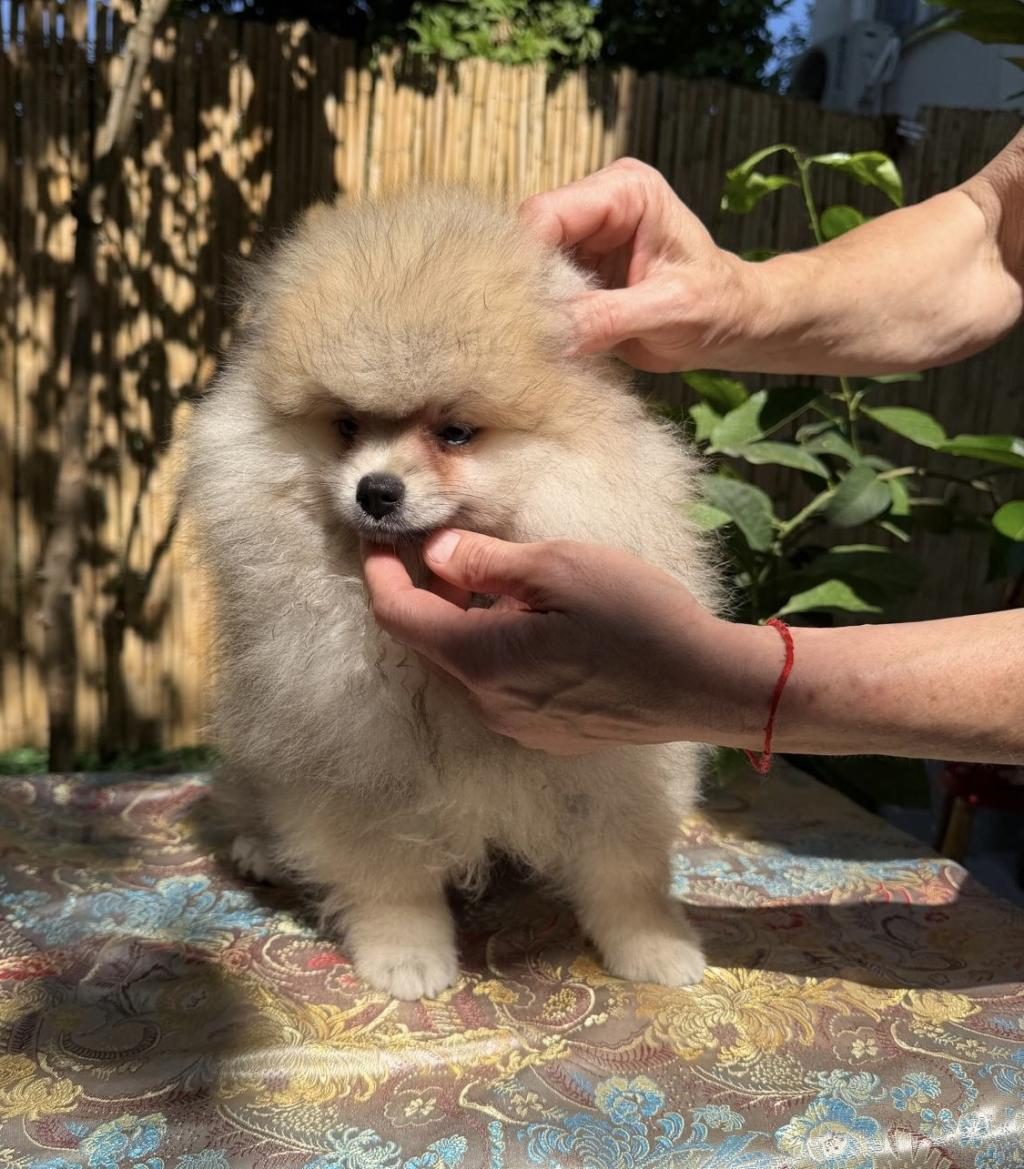 A KALİTE ERKEK POMERANİAN BOO