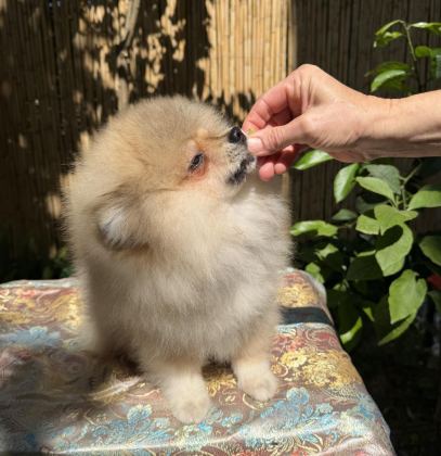 A KALİTE ERKEK POMERANİAN BOO