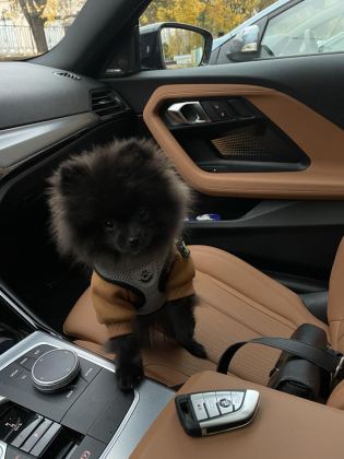 SİYAH POMERANİAN BOO DİŞİ MİNİ