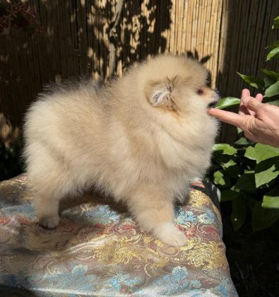 POMERANİAN BOO ERKEK GARANTİLİ