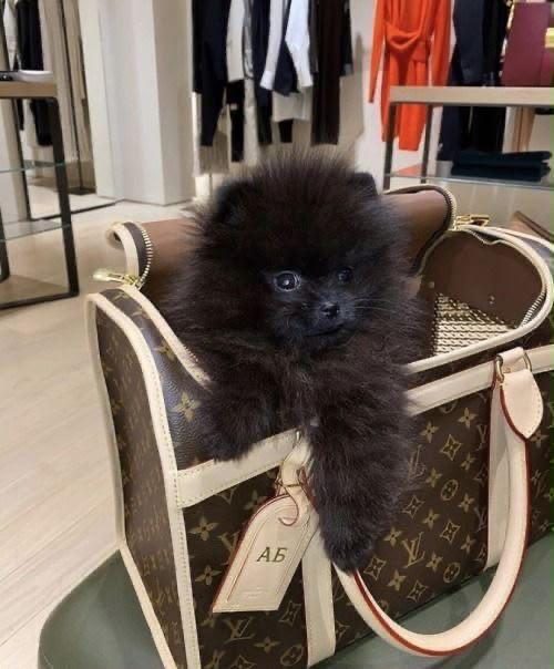 SİYAH POMERANİAN BOO DİŞİ MİNİ