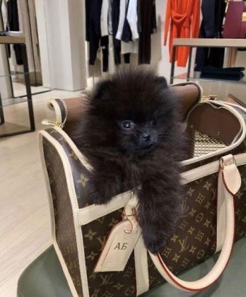 SİYAH POMERANİAN BOO DİŞİ MİNİ