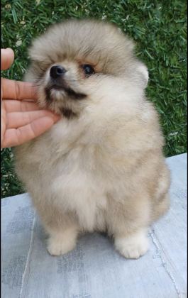 KALİTELİ TİP POMERANİAN BOO ERKEK YAVRULAR