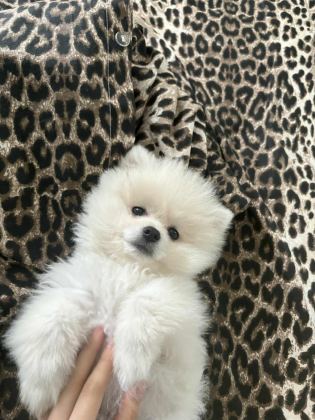 POMERANİAN DİŞİ ÜST KALİTELİ