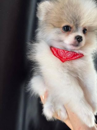 POMERANİAN BOO DİŞİ MİNİ TEA CUP