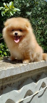 POMERANİAN BOO DİŞİ KREM RENGİ