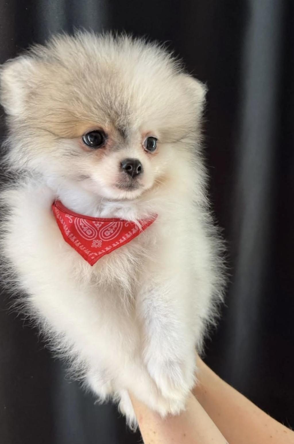 POMERANİAN BOO DİŞİ MİNİ TEA CUP