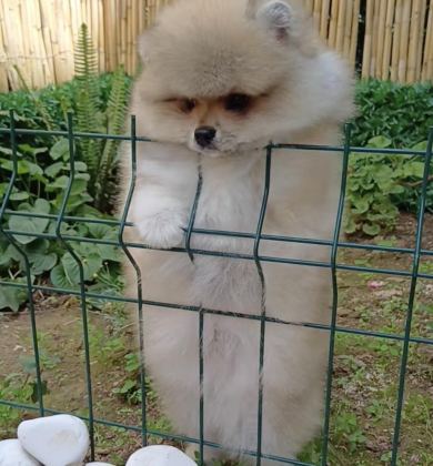 KALİTELİ TİP POMERANİAN BOO ERKEK YAVRULAR