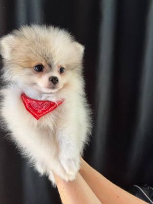 POMERANİAN BOO DİŞİ MİNİ TEA CUP