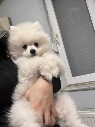 KAR BEYAZ DİŞİ POMERANİAN BOO