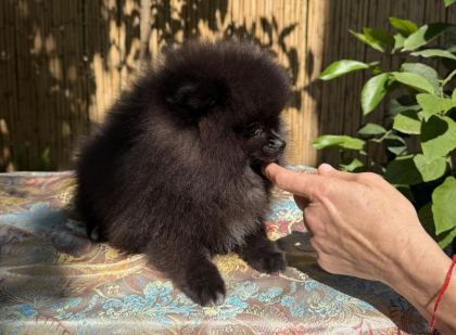 A KALİTE POMERANİAN TEA CUP DİŞİ