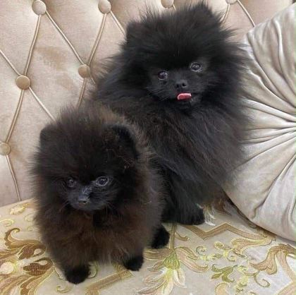 SİYAH POMERANİAN BOO DİŞİ MİNİ