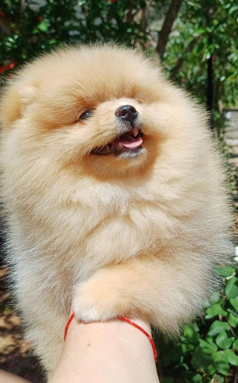 POMERANİAN BOO DİŞİ KREM RENGİ