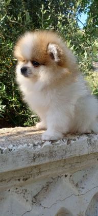 POMERANİAN BOO DİŞİ TEA CUP