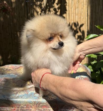 POMERANİAN BOO ERKEK GARANTİLİ