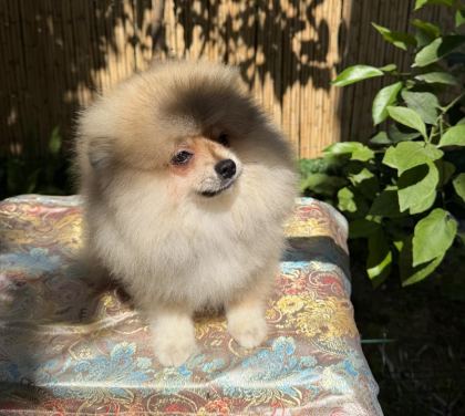 POMERANİAN BOO ERKEK GARANTİLİ