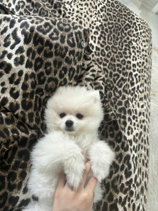 POMERANİAN DİŞİ ÜST KALİTELİ