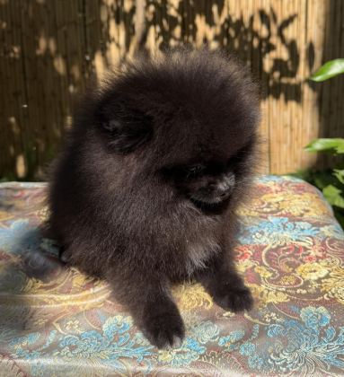 A KALİTE POMERANİAN TEA CUP DİŞİ
