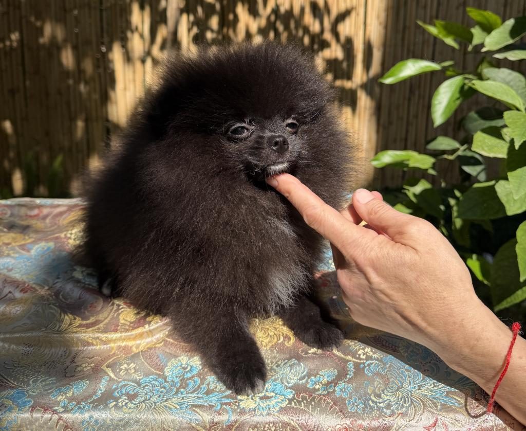 A KALİTE POMERANİAN TEA CUP DİŞİ