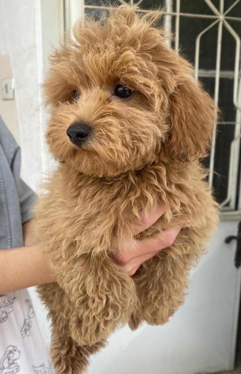 MİNİ BOY MALTİPOO OĞLUMUZ