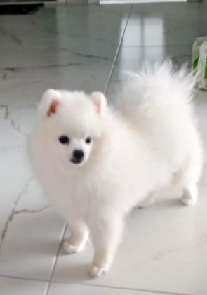 POMERANİAN BOO BEŞ AYLIK AŞILARI YAPILDI