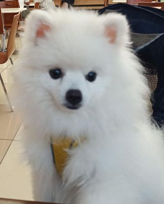 POMERANİAN BOO BEŞ AYLIK AŞILARI YAPILDI