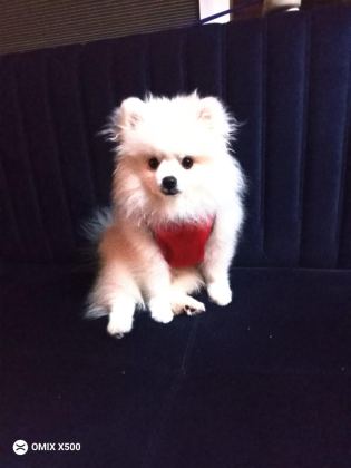 POMERANİAN BOO AŞILARI YAPILDI KARNESİ VAR
