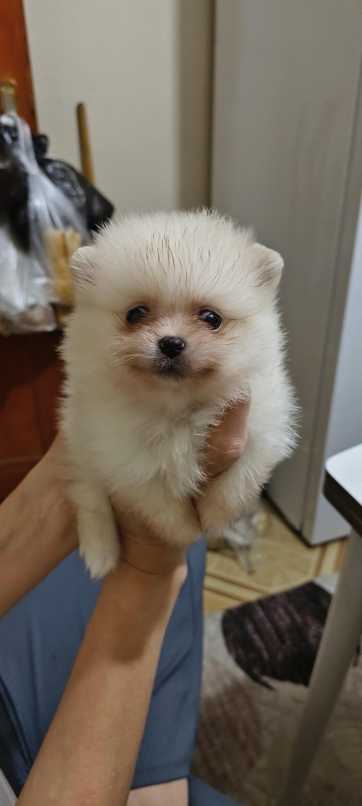POMERANİAN BOO YAVRULARIM