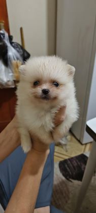 POMERANİAN BOO YAVRULARIM