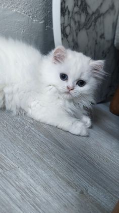 BEYAZ KAR TOPU CHİNCHİLLA KEDİM