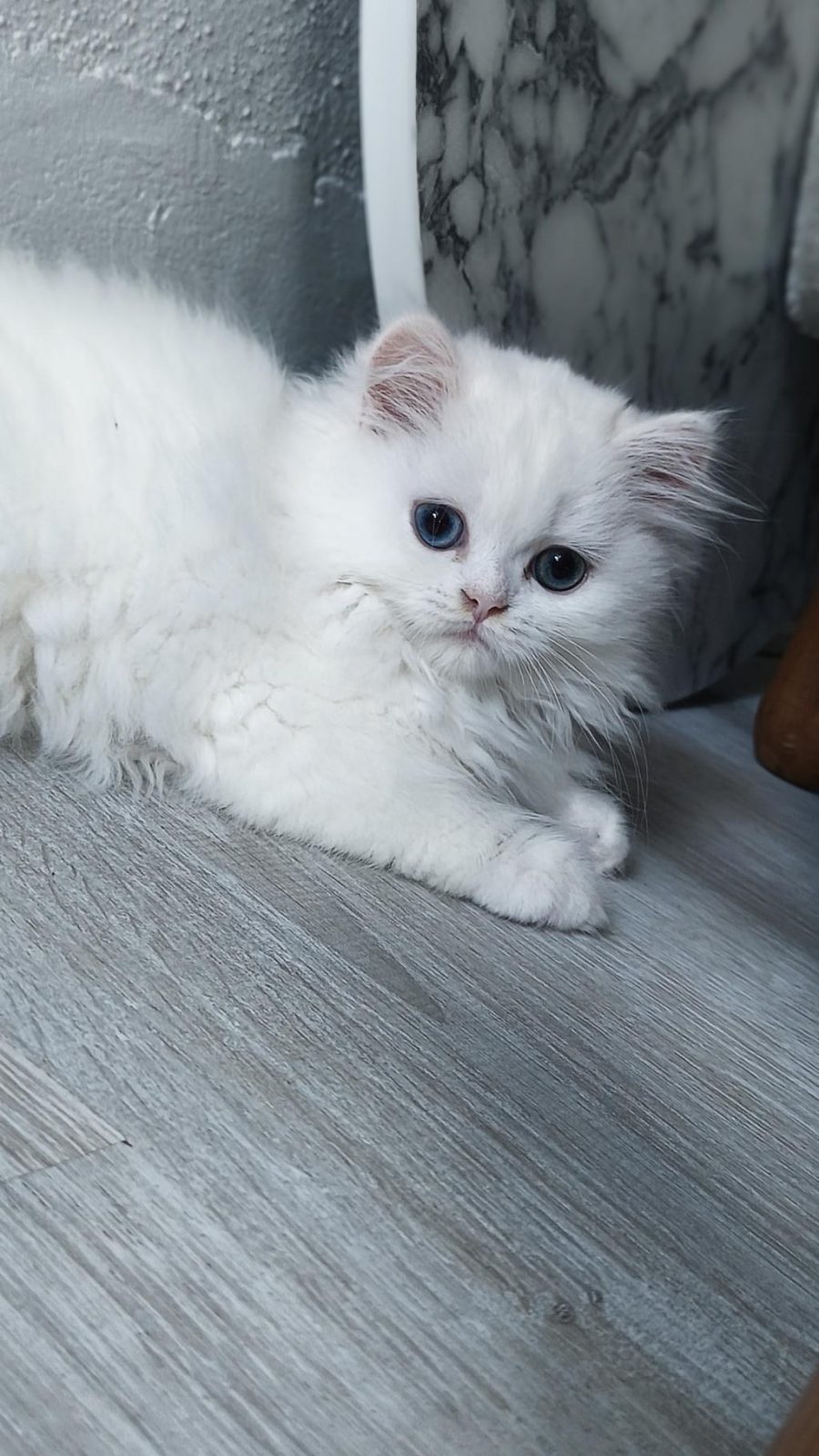 BEYAZ KAR TOPU CHİNCHİLLA KEDİM