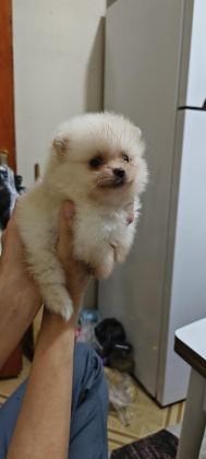 POMERANİAN BOO YAVRULARIM