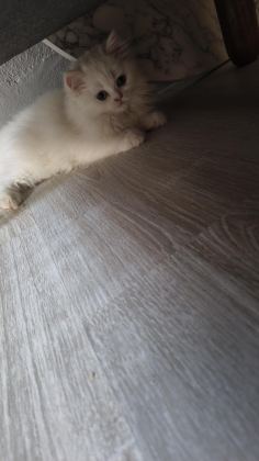 BEYAZ KAR TOPU CHİNCHİLLA KEDİM