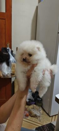 POMERANİAN BOO YAVRULARIM