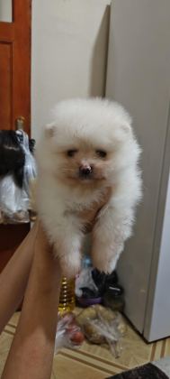 POMERANİAN BOO YAVRULARIM