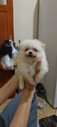 POMERANİAN BOO YAVRULARIM