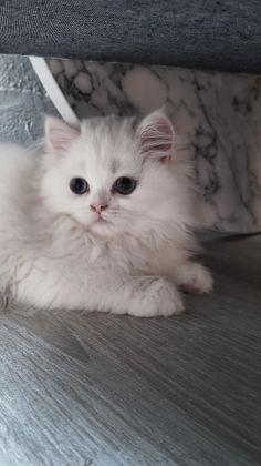 BEYAZ KAR TOPU CHİNCHİLLA KEDİM