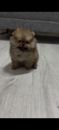 SAĞLIK VE IRK GARANTİLİ POMERANİAN BOO