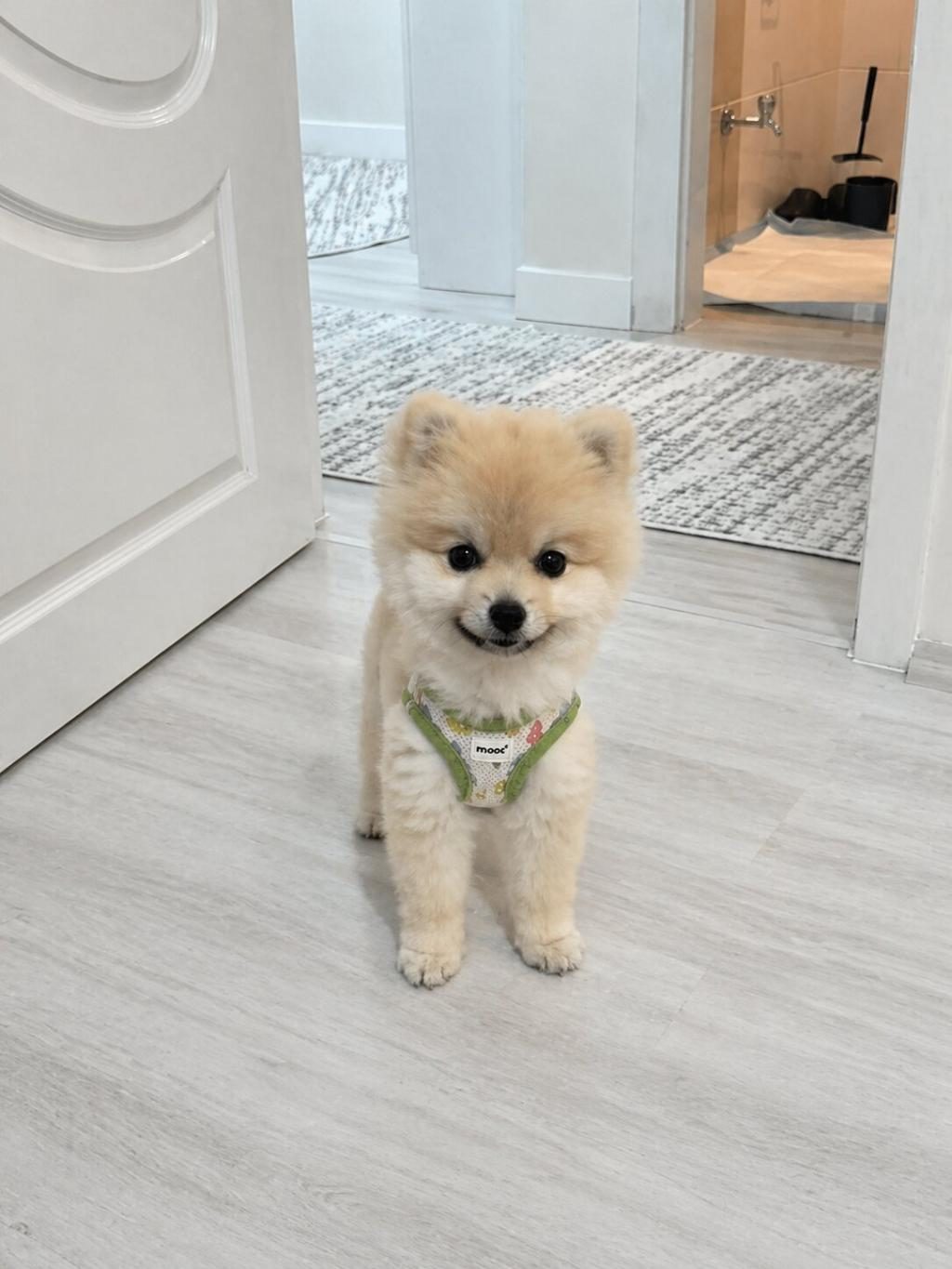 1 YAŞINDA CİPLİ POMERANİAN BOO AŞILARI TAMAMLADI