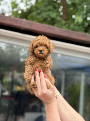 KORE RED TOY POODLE