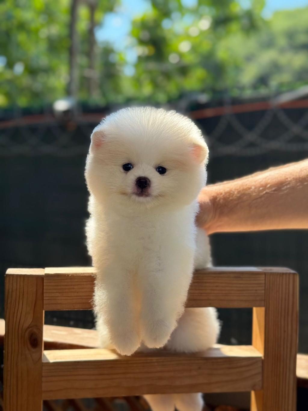 DİŞİ AYICIK POMERANİAN BOO
