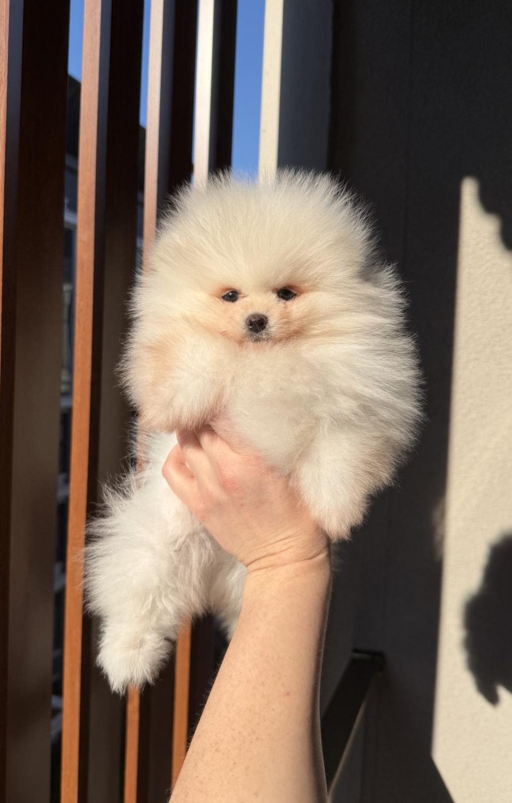 AYI SURAT ERKEK POMERANİAN BOO