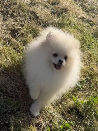 KARBEYAZ ERKEK POMERANİAN BOO